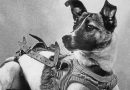 Astronauts are 10 animals